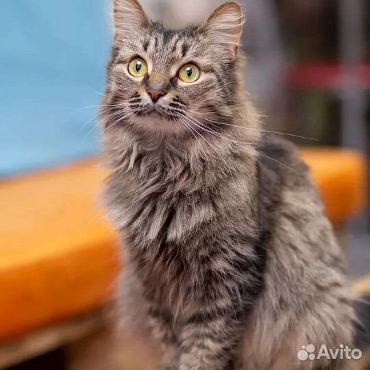 Муся ищет дом