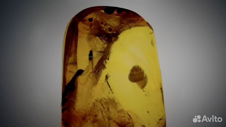 Янтарь с инклюзами