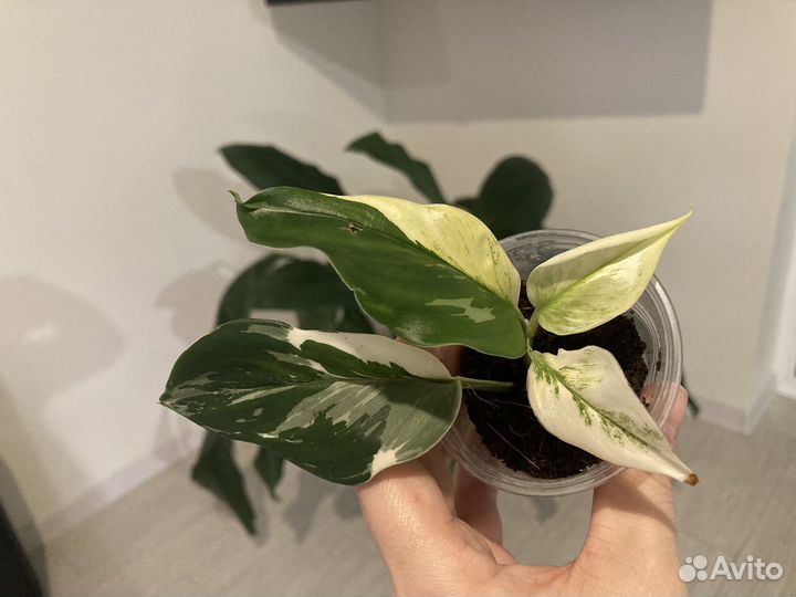 Сциндапсусы