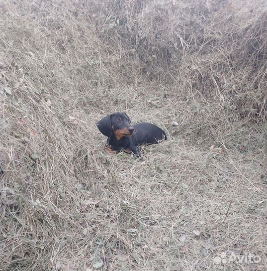 Такса девочка