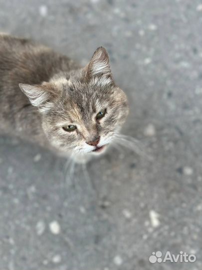 Кошка в добрые руки