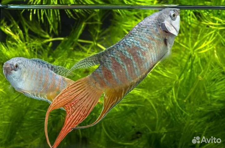 Аквариумные рыбки