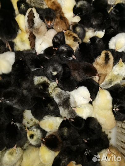 Цыпленок несушки цветной