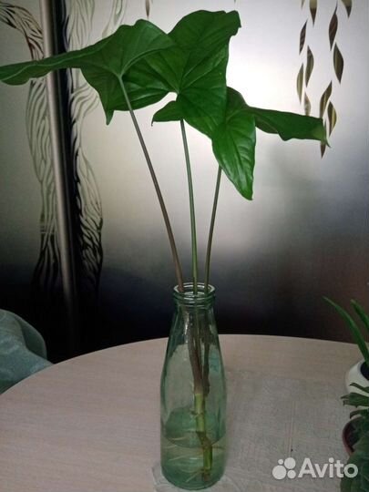 Сингониум Бабочка