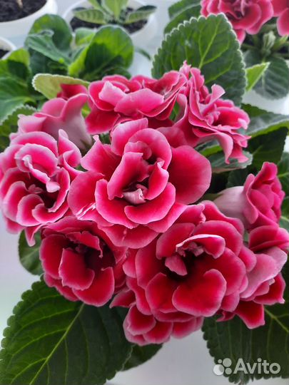 Глоксиния-листья Брокада