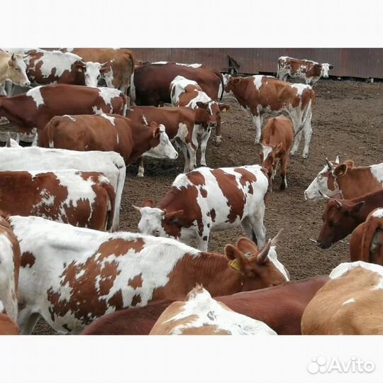 Телки нетели