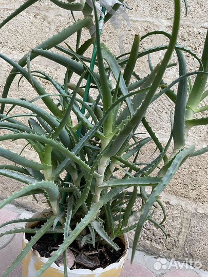 Алоэ лечебный