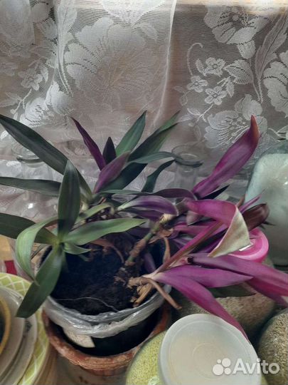 Традисканция Рэо