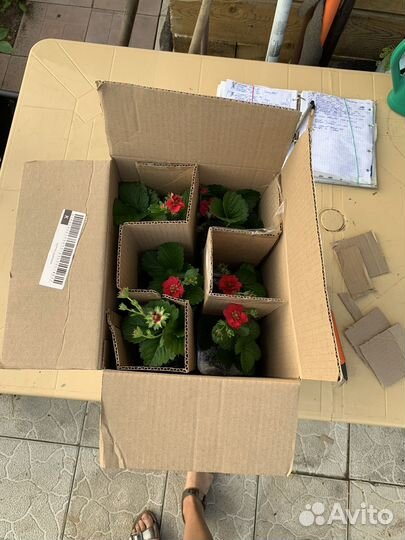 Клубника с розовыми цветами