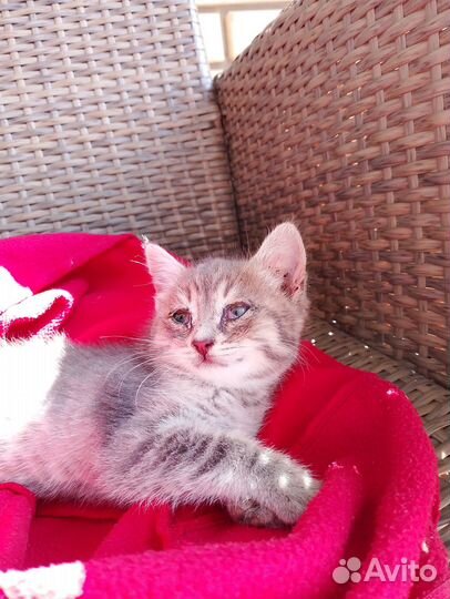 Отдаю бесплатно котёнка В добрые руки В Тюлячах