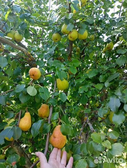 Груши сорт Краса Севера и Рогнеда