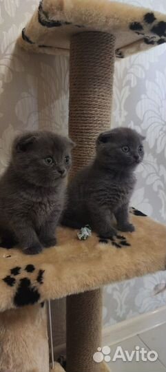 Вислоухие котята
