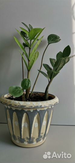 Замиокулькас 3 шт.в одном кашпо