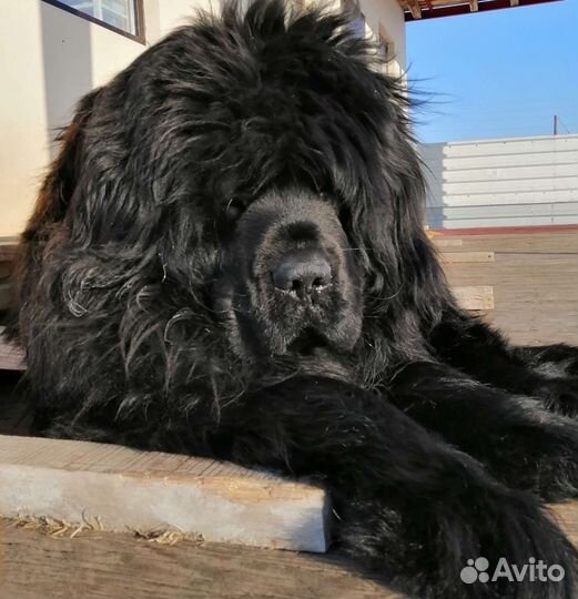 Вычес, пух тибетского мастфа