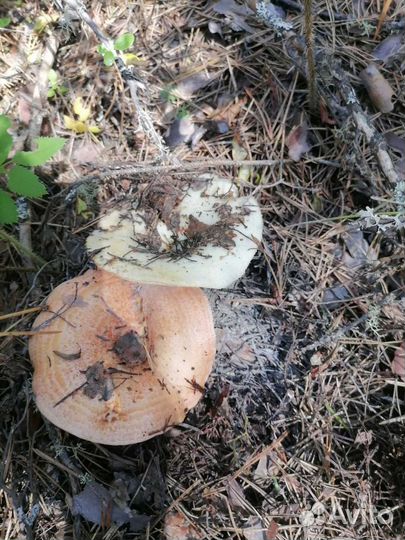 Рыжики, грузди свежие