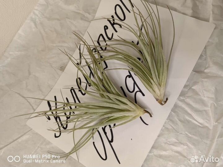 Тилландсии атмосферные