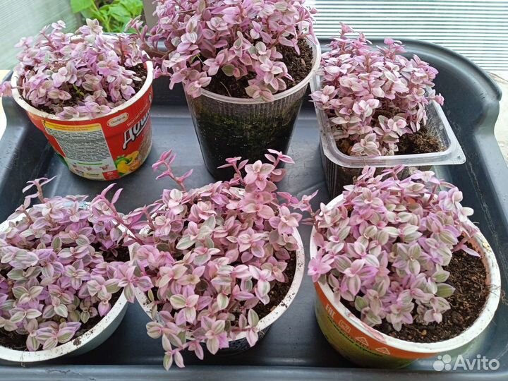 Каллизия розовая пантера