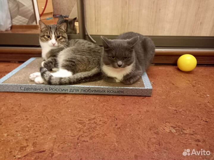 Кошечка в добрые руки
