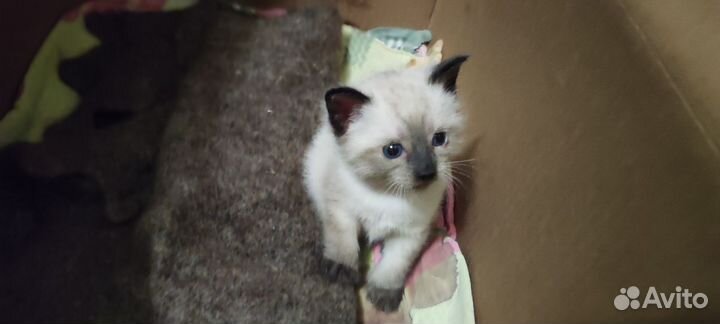 Кошка в дар бесплатно