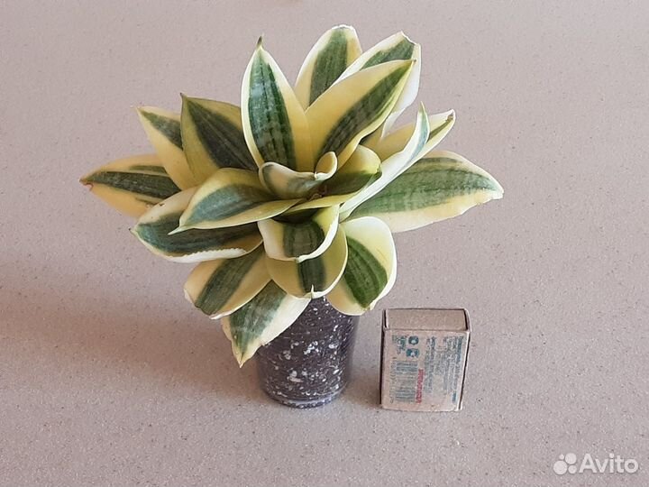 Сортовые сансевиерии