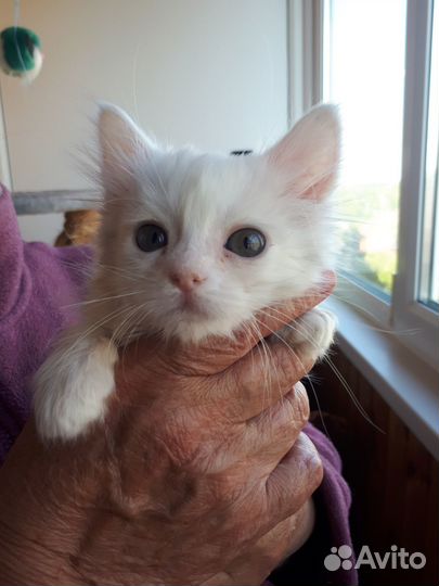 Кошечка веселая 1. 1 мес. ищет дом