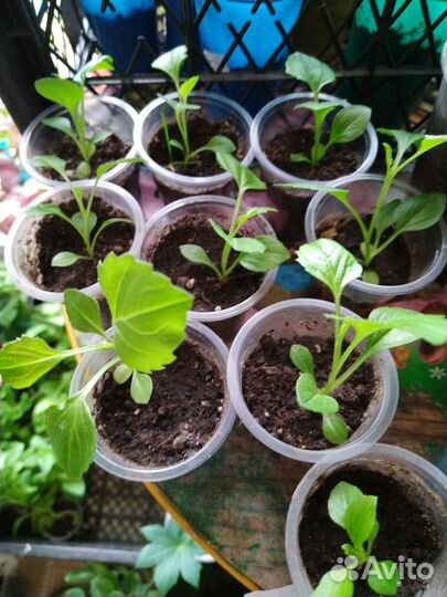 Астра рассада