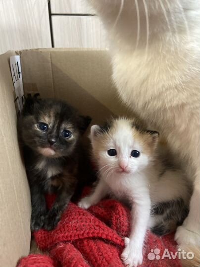Котята в добрые руки даром бесплатно
