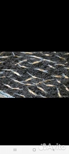 Семена катальпы