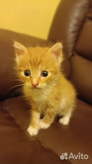 Котята в добрые руки даром