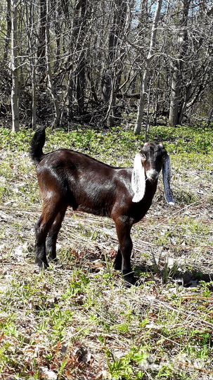 Козы камори / нубийские