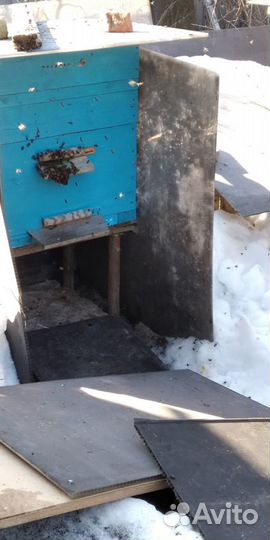 Пчёлосемьи