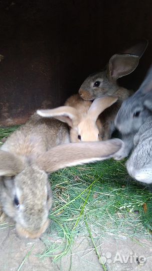 Продажа Кроликов