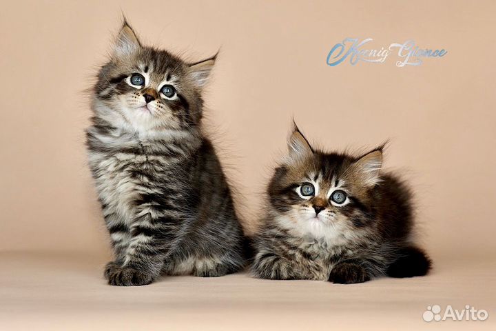 Сибирская кошечка
