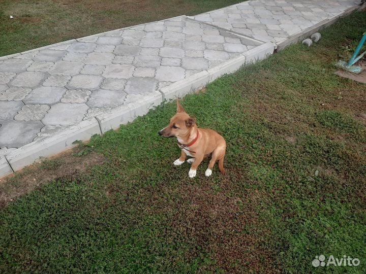 Собачка для души