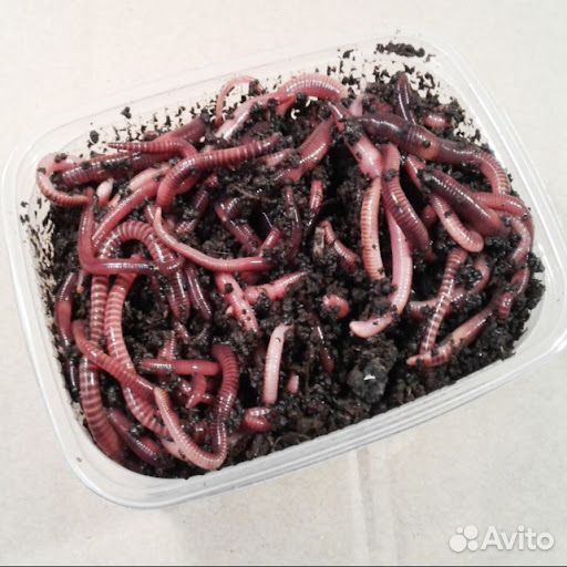 Черви для рыбалки навозные оптом