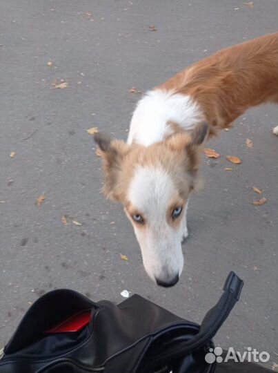 Собака 10 месяцев, попал в приют