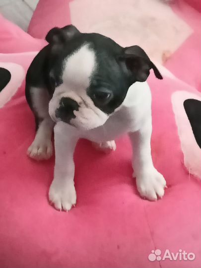 Бостон терьер