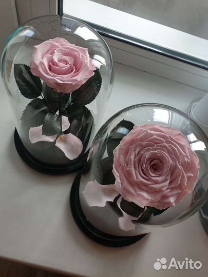 Роза в колбе от rozakhv