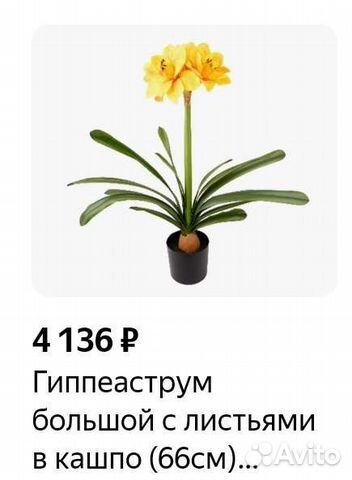 Гиппеаструм Цветок растение с горшком горшок земля