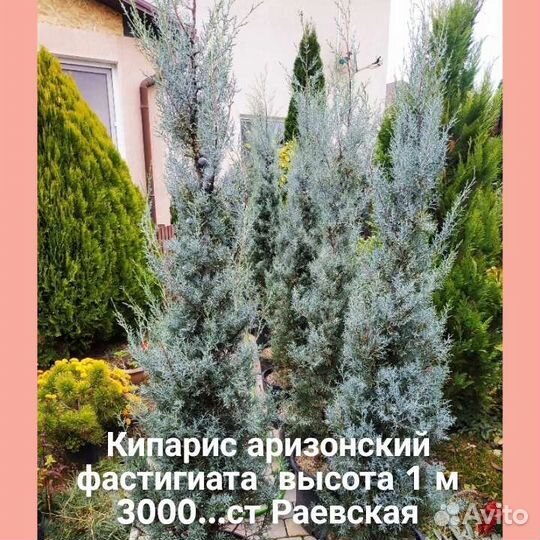 Криптомерия,ногоплодник,кипарис,тис,питтоспорум