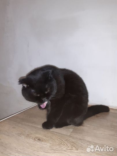 Кошка шотландская вислоухая