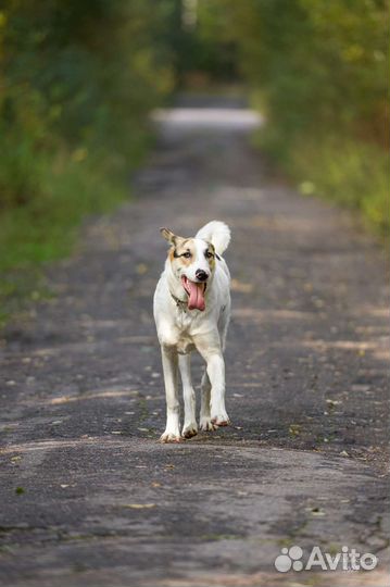 Очень крупный пес в добрые руки