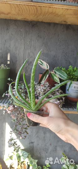 Алоэ вера настоящий крупный