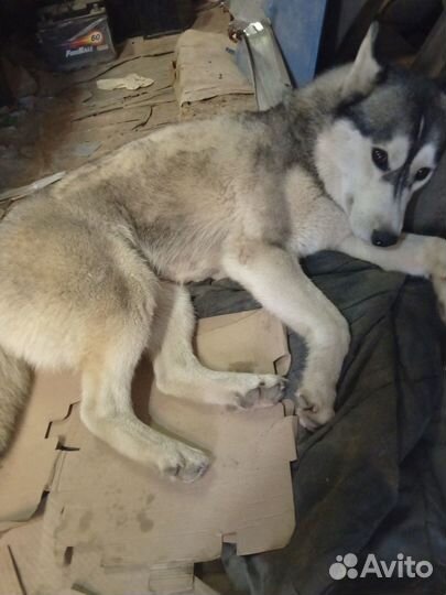 Собачка хаски