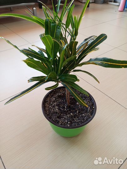 Кодиеум кротон 2 шт в горшке 4.5 л