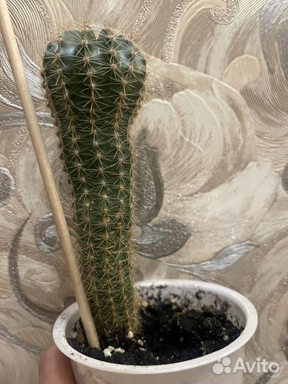 Одинокий Кактус Геннадий