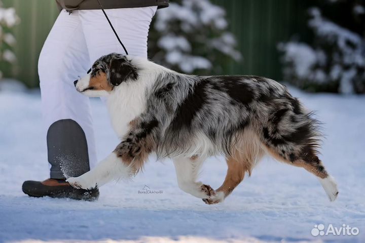 Кобель для вязки