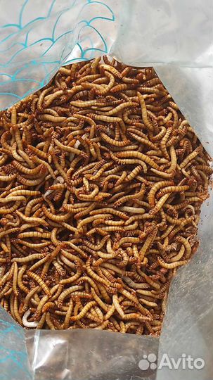 Мучной червь, замороженный корм для животных