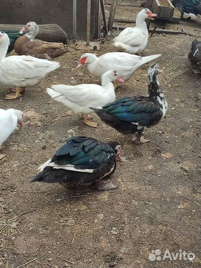 Селезень,индоутки