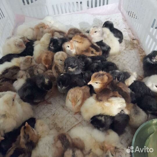 Цыплята,утята,гуси,индюшата